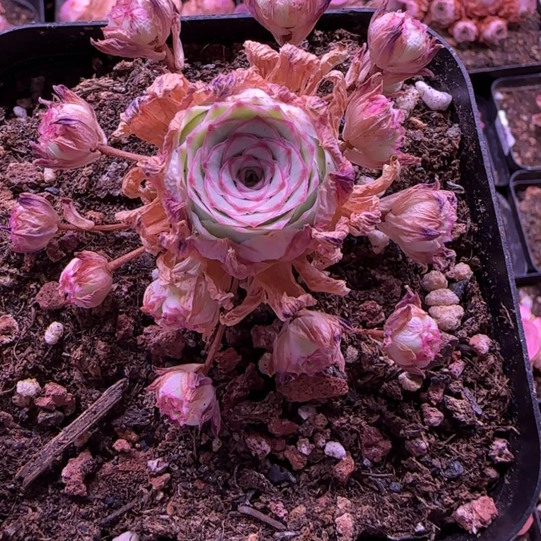 半城玫瑰秋夕十方杯开播福利491