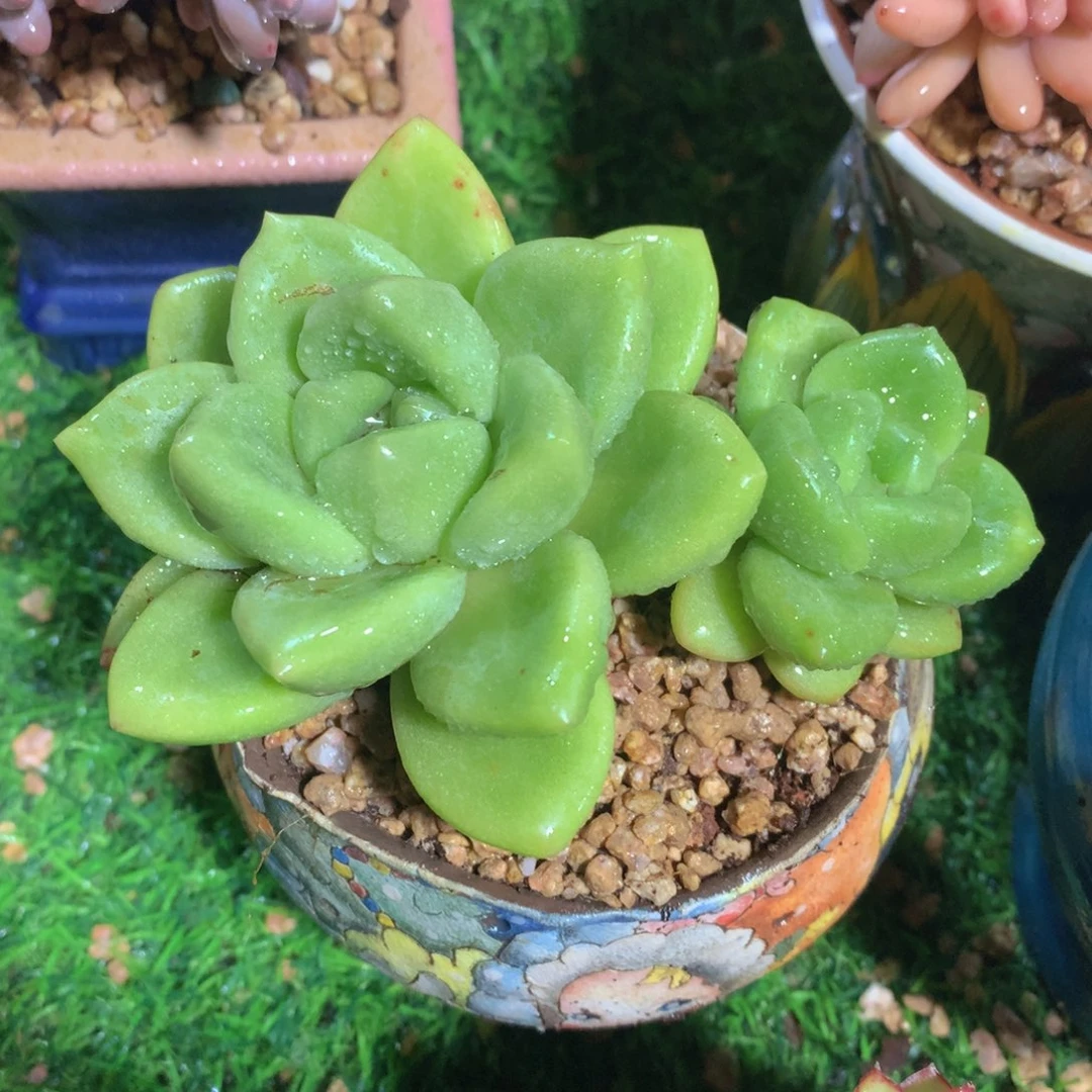 青璃美人12 公分一物一拍