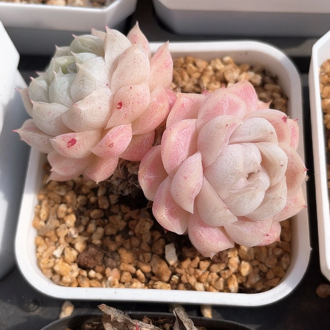 芊*?优选77号女王1008