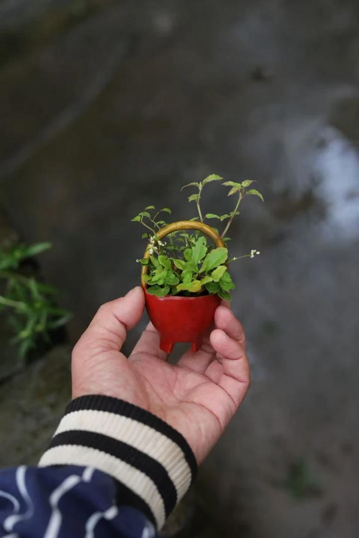 山野草豆盆提篮组合