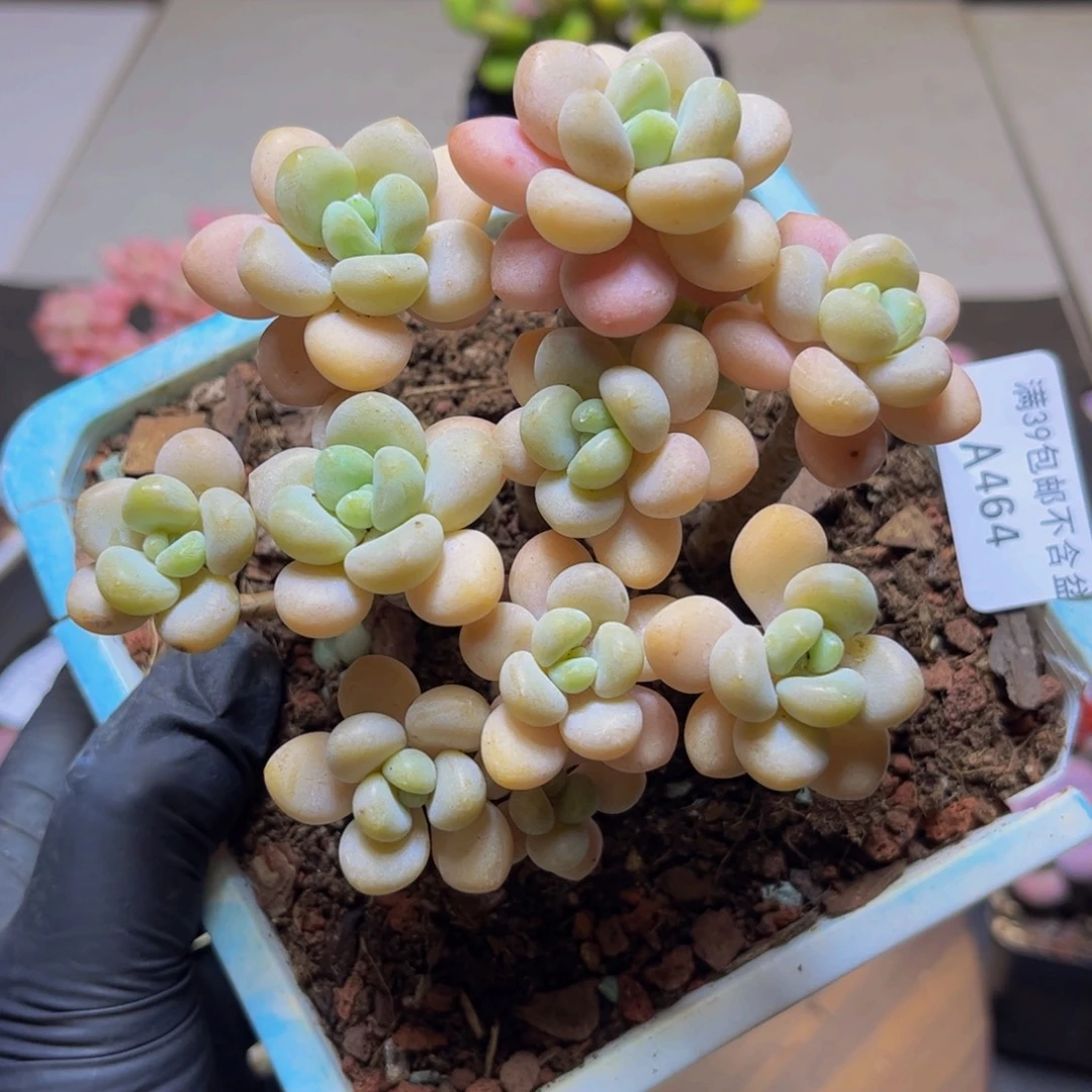 464白奶糖11厘米（淡甜香）