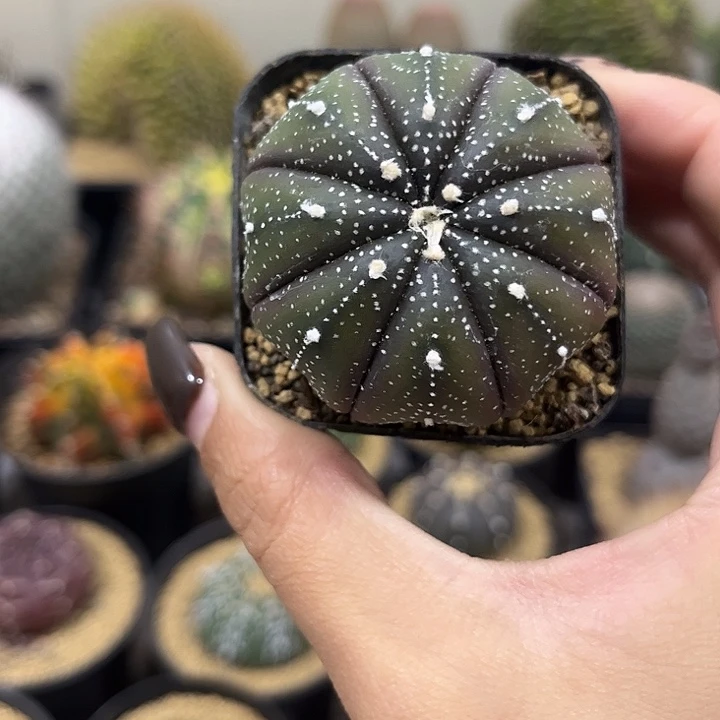 紫皮细雪花连线兜