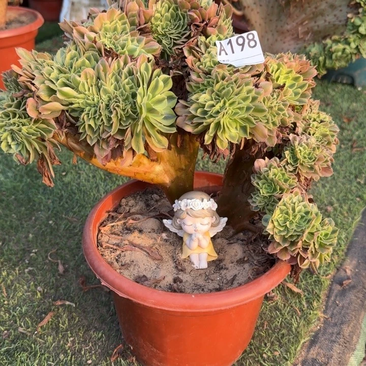 梦幻七彩法师锦缀化198