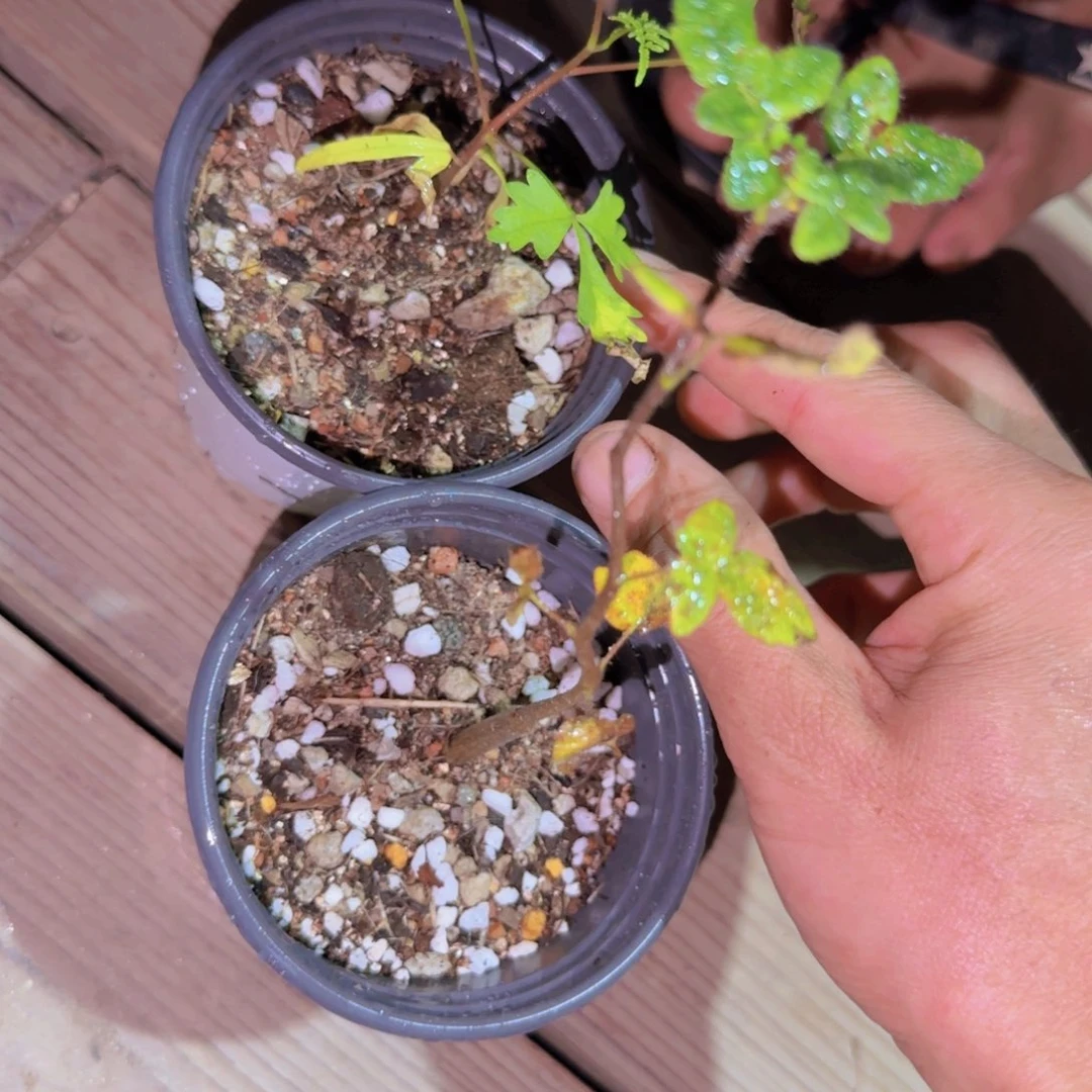 θ***块根植物块根植物