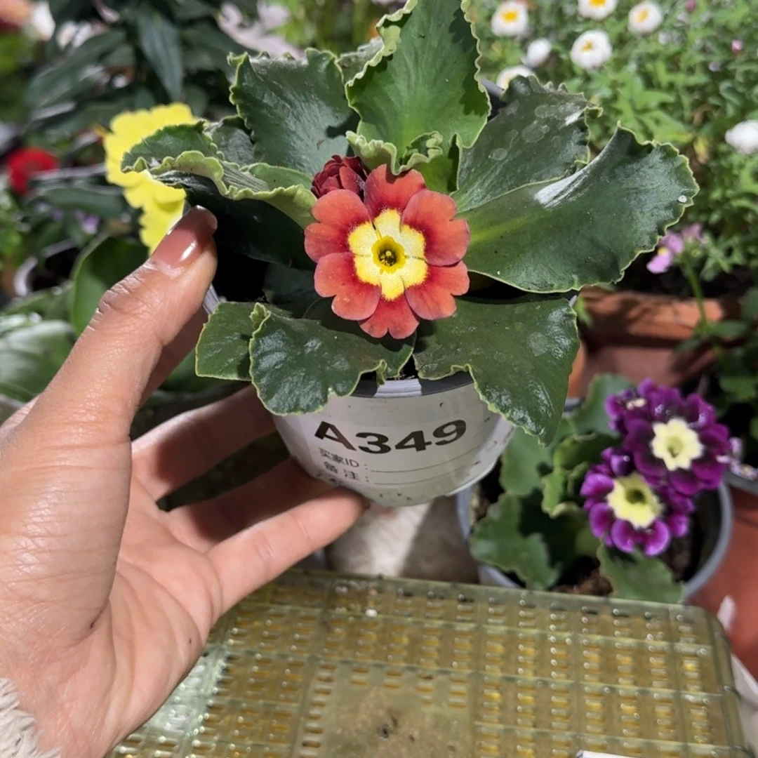 一物一拍耳叶报春A349