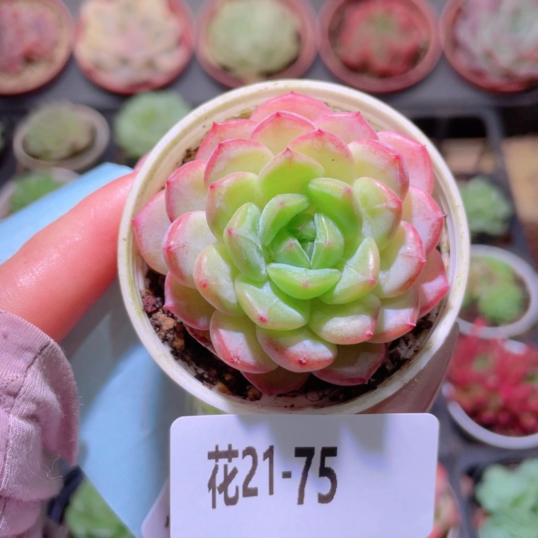 花利美21-75雪颜玉