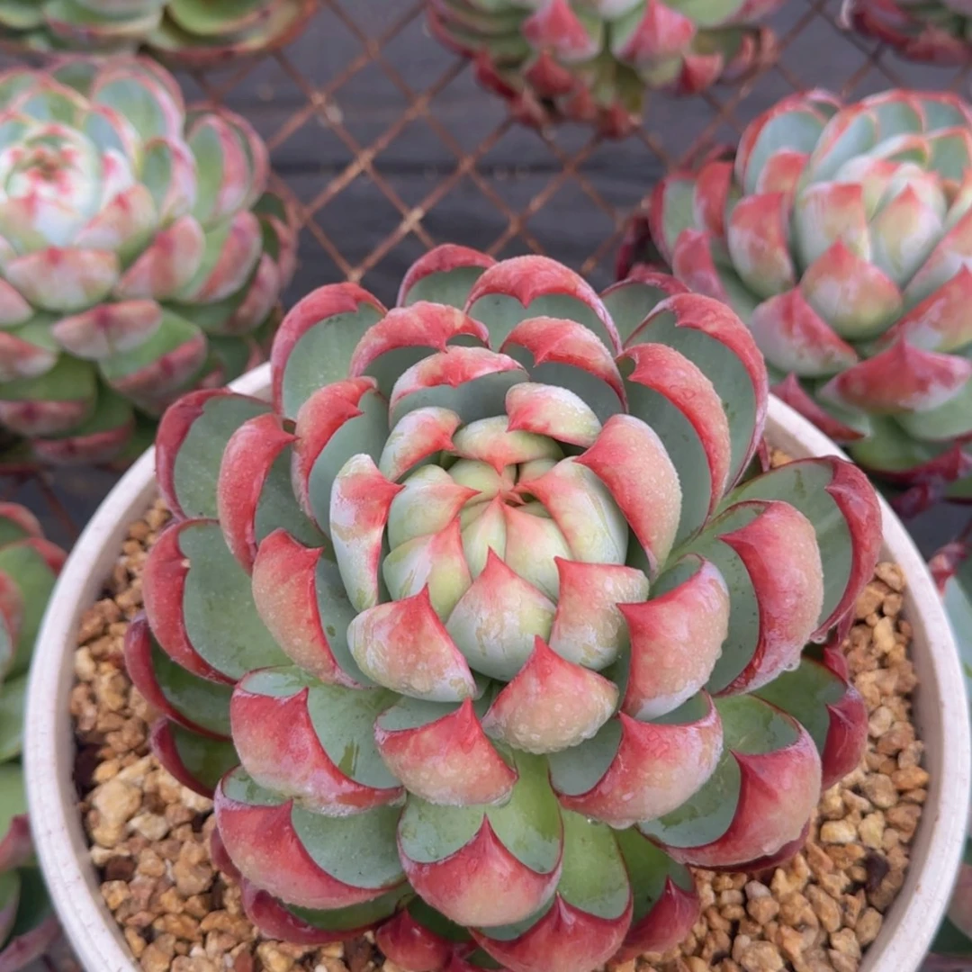 【闪购商品】母本惊鸿29.9