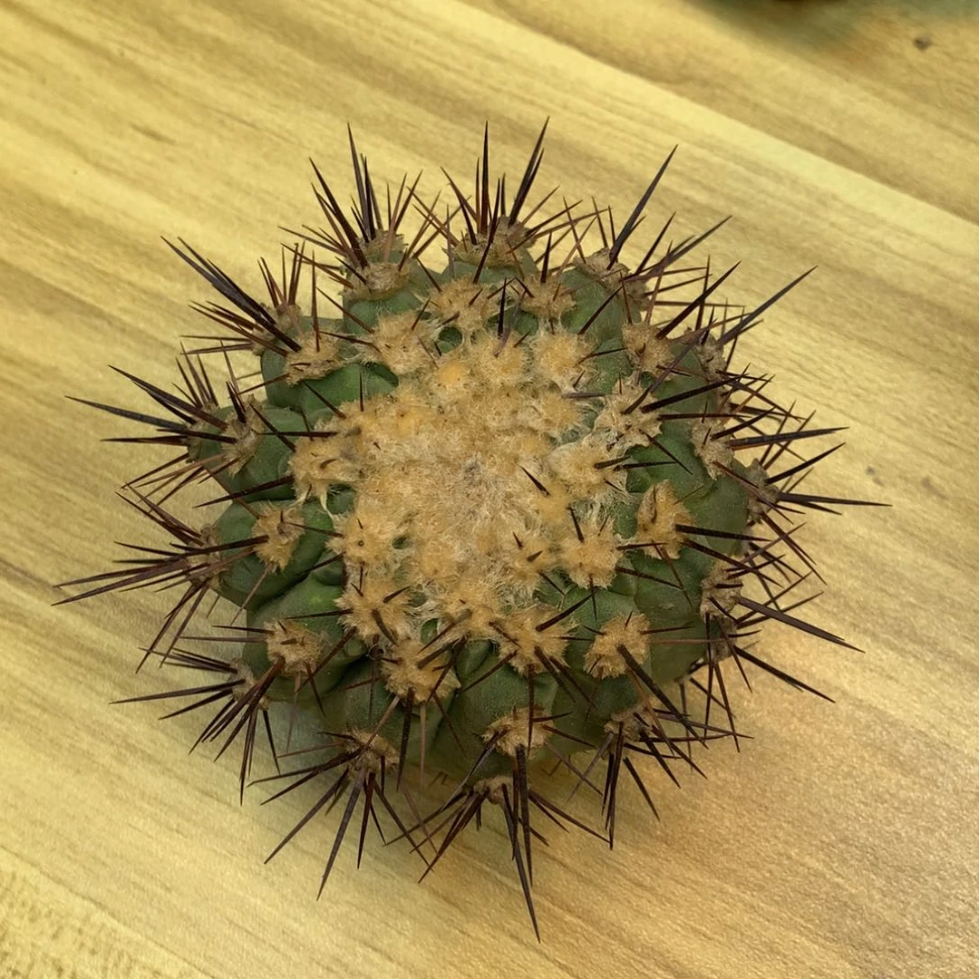 41号 黑王 整体9公分 无根