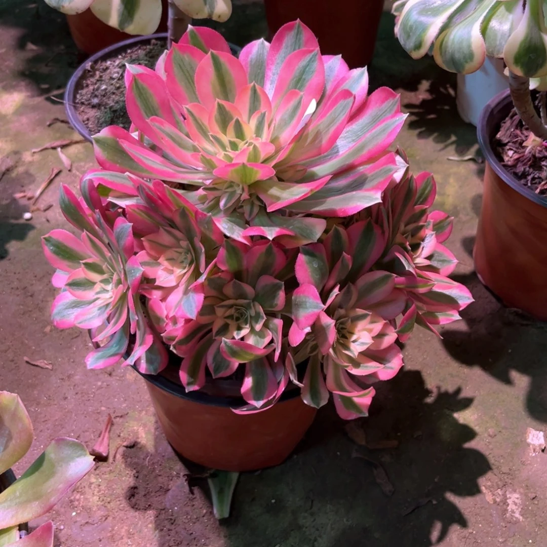 多肉植物女巫666