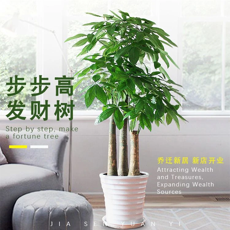 步步高发财树三杆大型绿植客厅室内办公室美观大气乔迁送礼招财