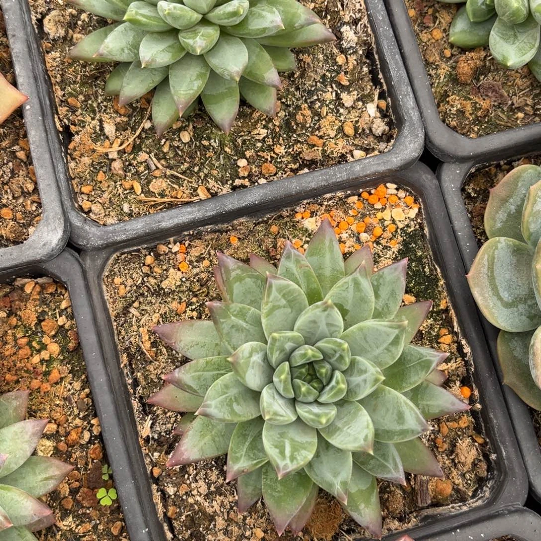 旁***白多肉植物多肉植物
