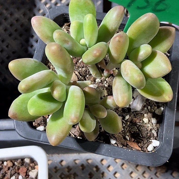 多肉植物芒果奶756