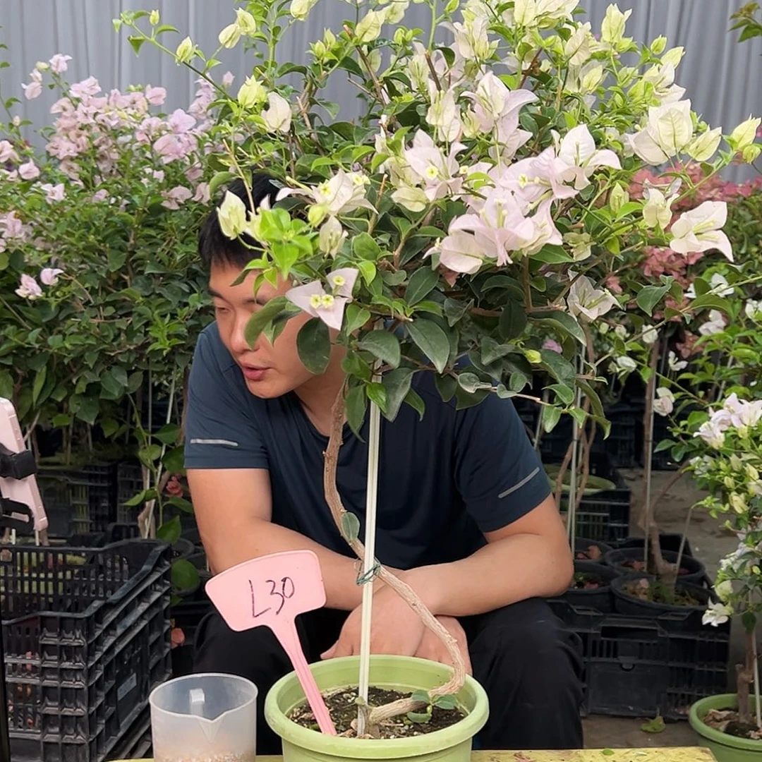 姐***柔当前无花栽培后可以开花L30苹果花
