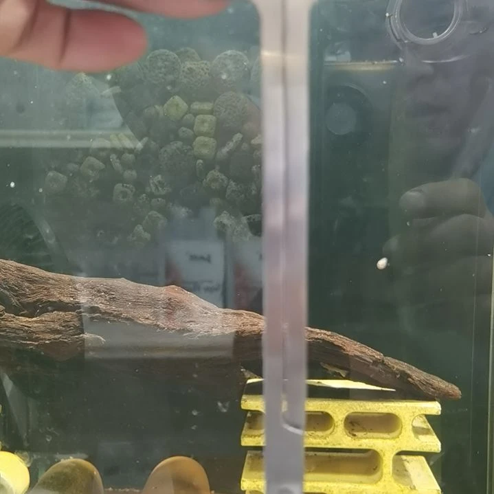 铁***匠鱼麒麟水草剪大号