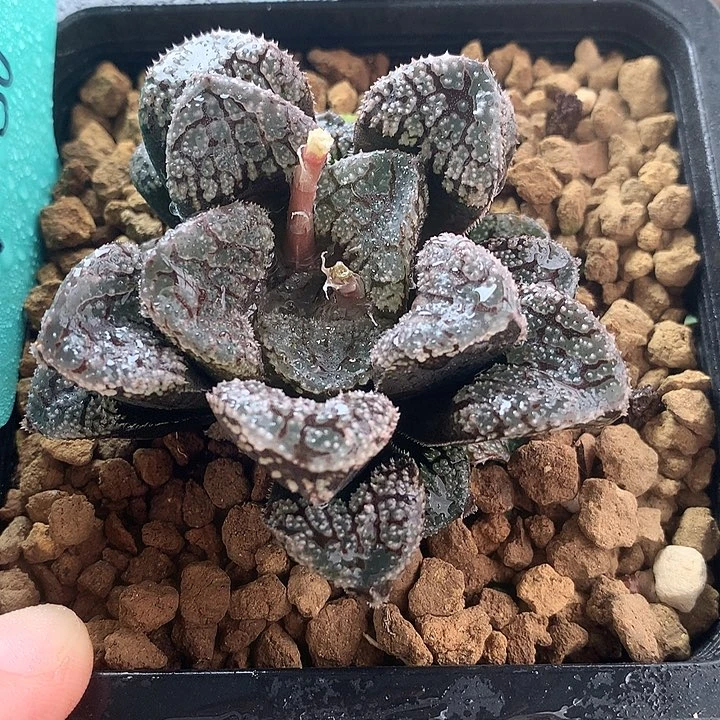 摩多寿一物一拍带盆