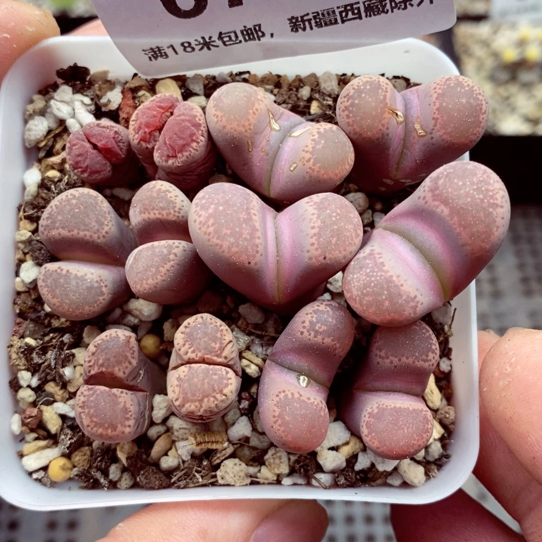 6762。
