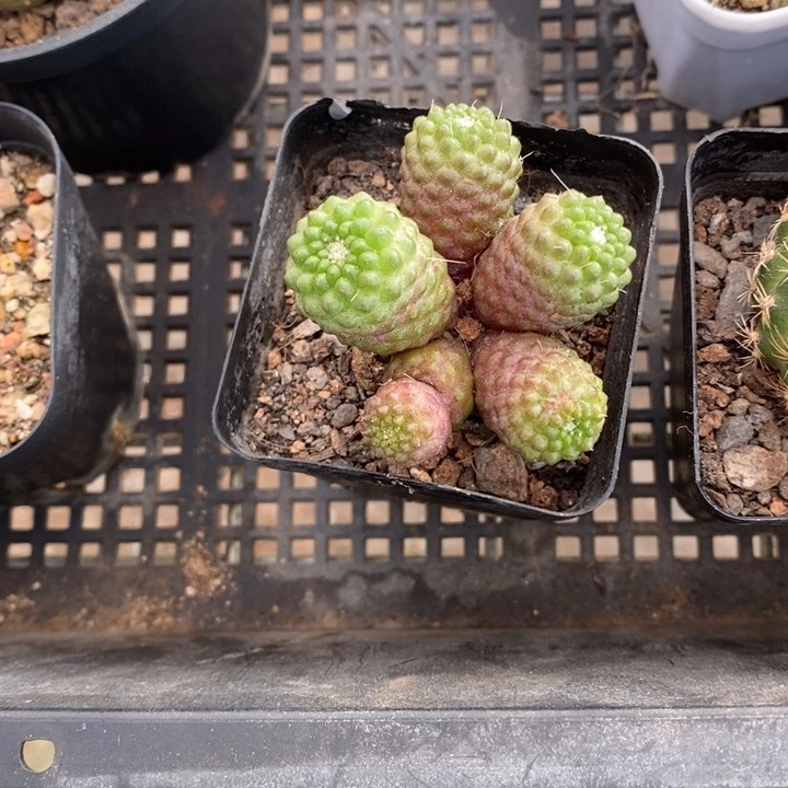 松**长伯克利和格蕾纳等著名