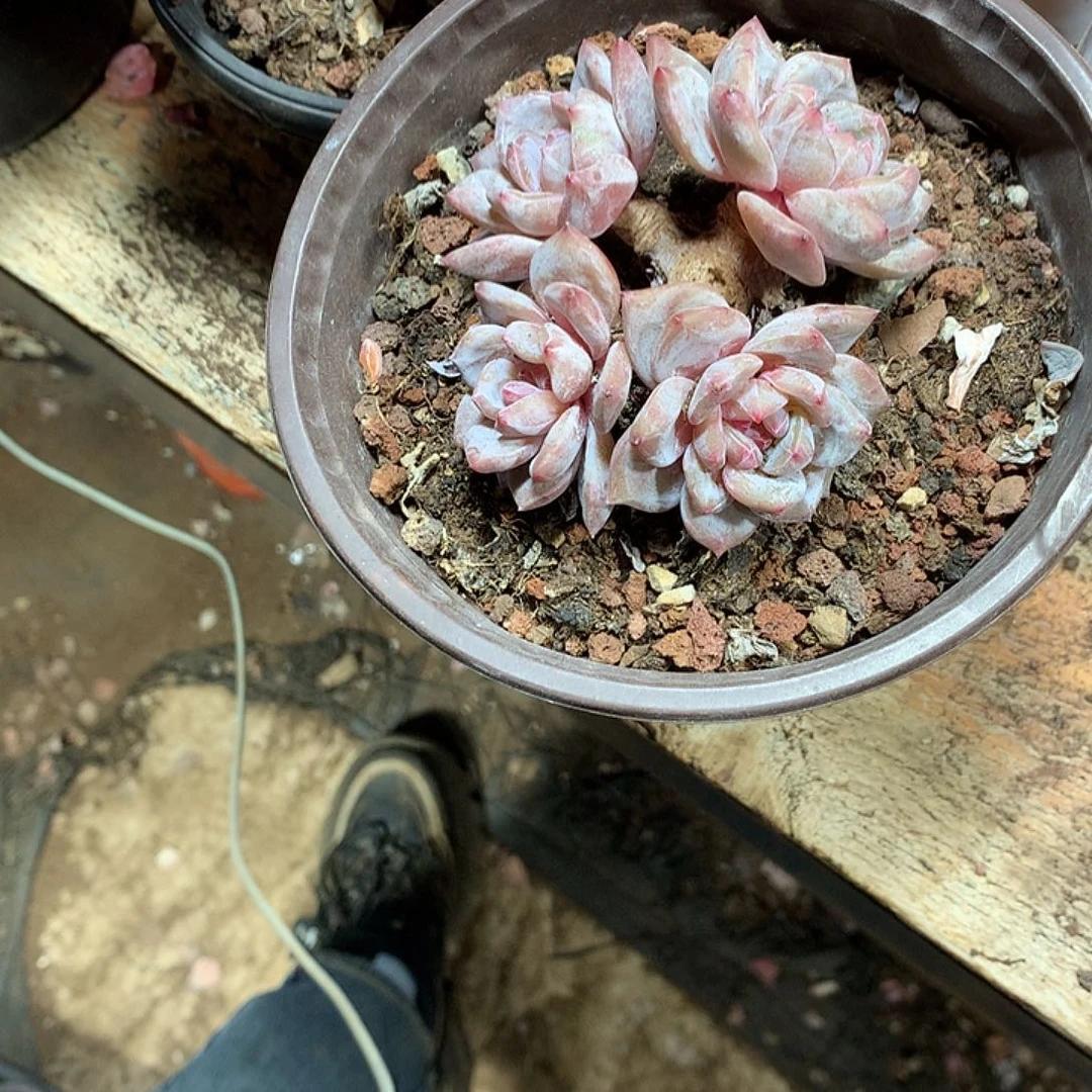 星影多肉植物哈哈哈3