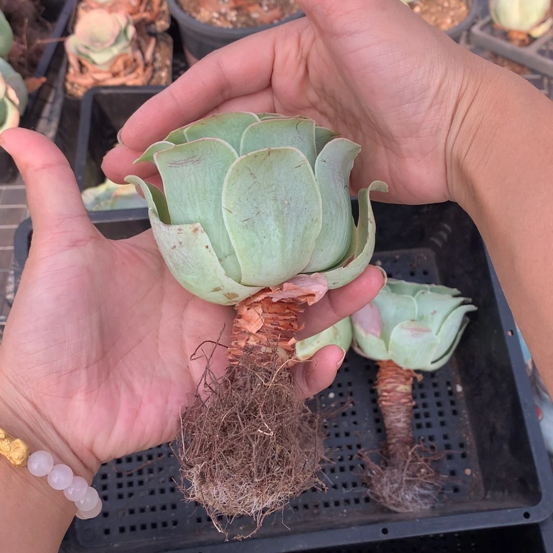 一颗水蜜桃杆子比拇指还粗量拍2批