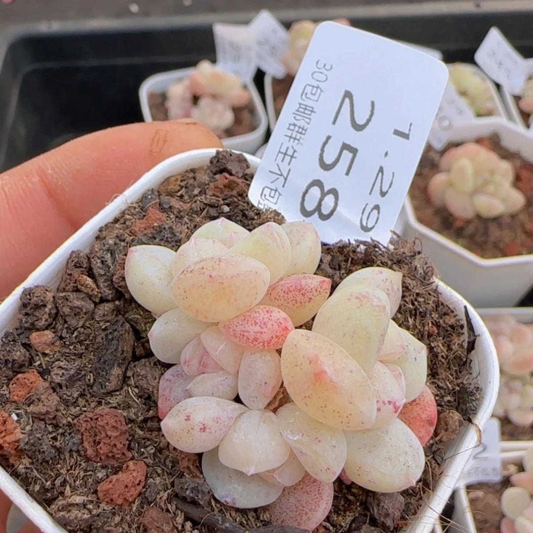 四头白体冰玉一颗脱土