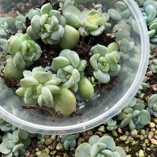 043宫花饭盒小勿晒