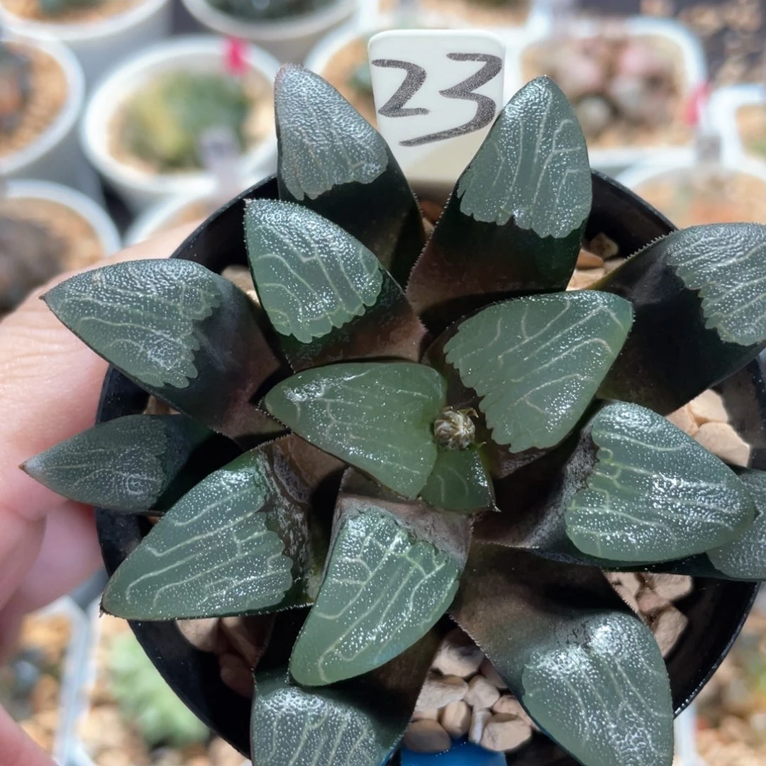 23丘比特克。