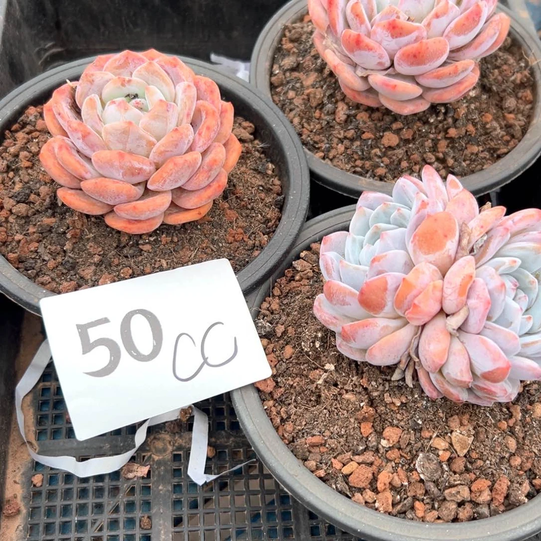 C*.50哈哈都好好护肤