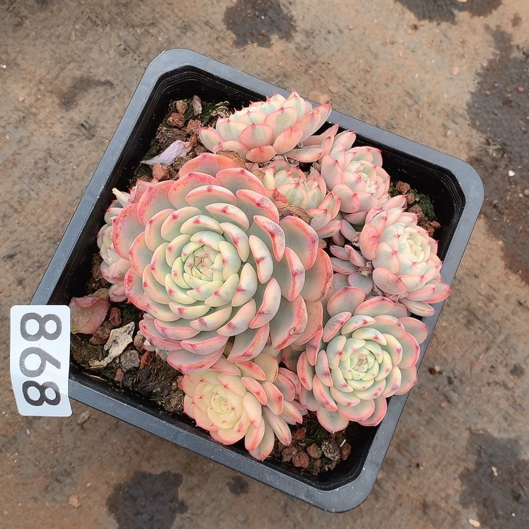 868姬莲锦一物一拍多肉