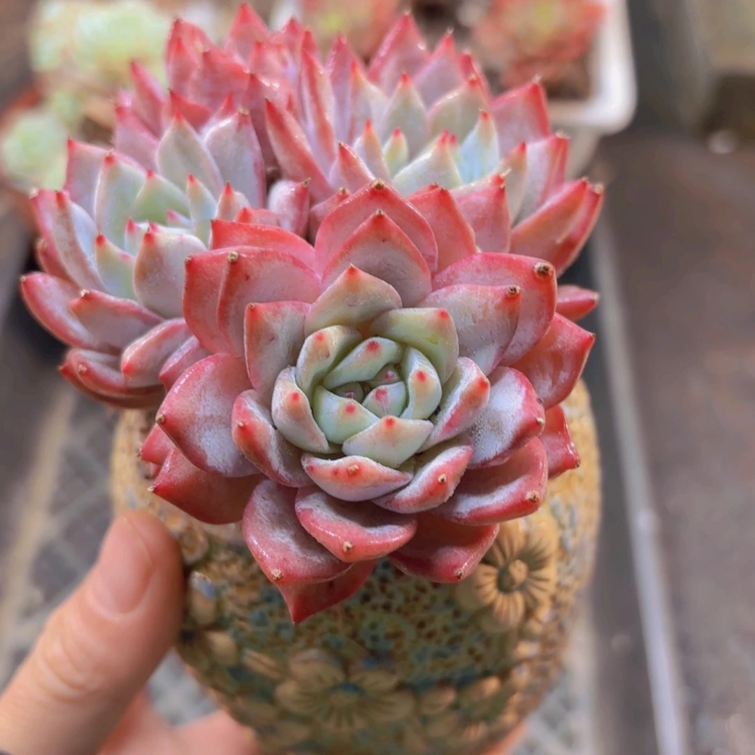 粉蓝鸟多肉植物