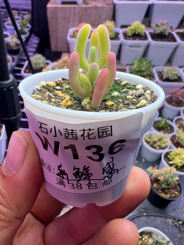 新鲜感专拍下播福利多肉植物枝干番杏钻石黄锦