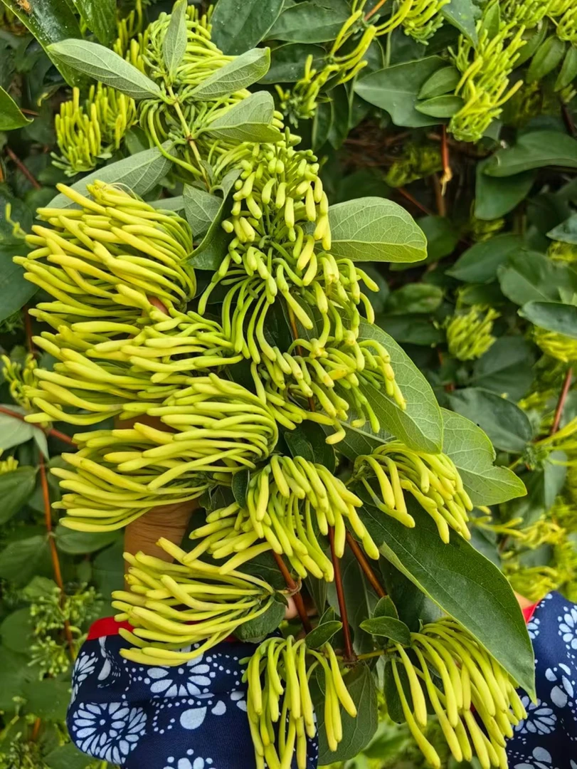 隆回县麻塘山乡青山高海拔金银花茶 山银花茶 2025年新货顺丰包邮