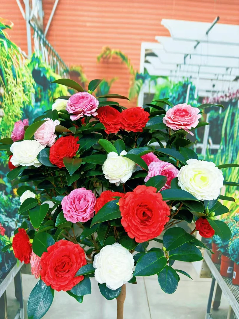 80-100cm树苗盆栽好养植物五色赤丹苗四季开花室内耐寒庭院客厅