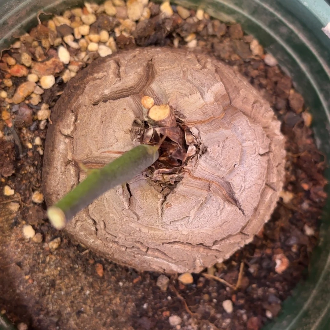 1282号龟甲龙带盆包邮不退不换