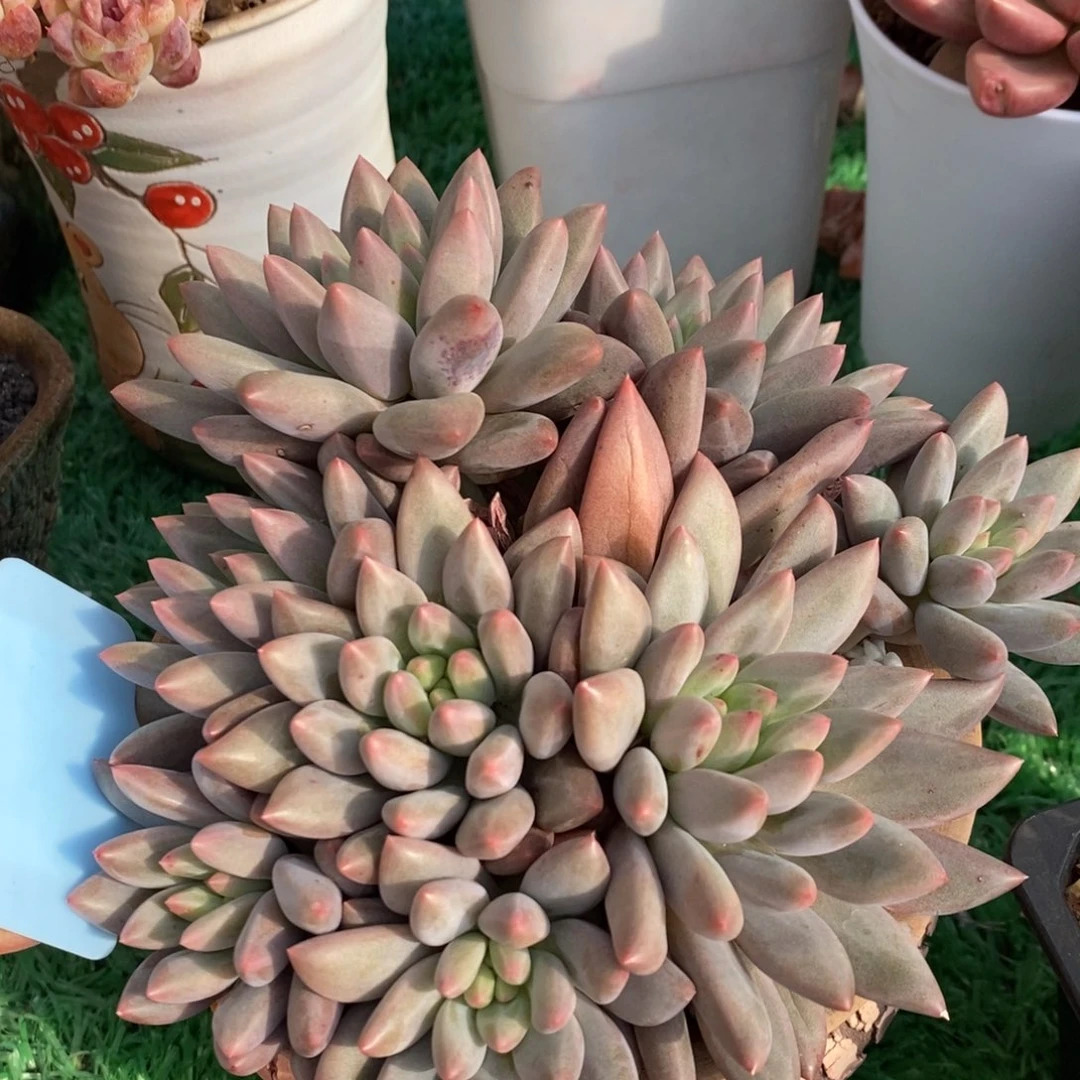 水晶球多肉植物盆栽