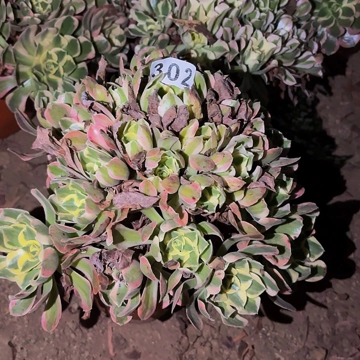 302妖月多肉植物不售后
