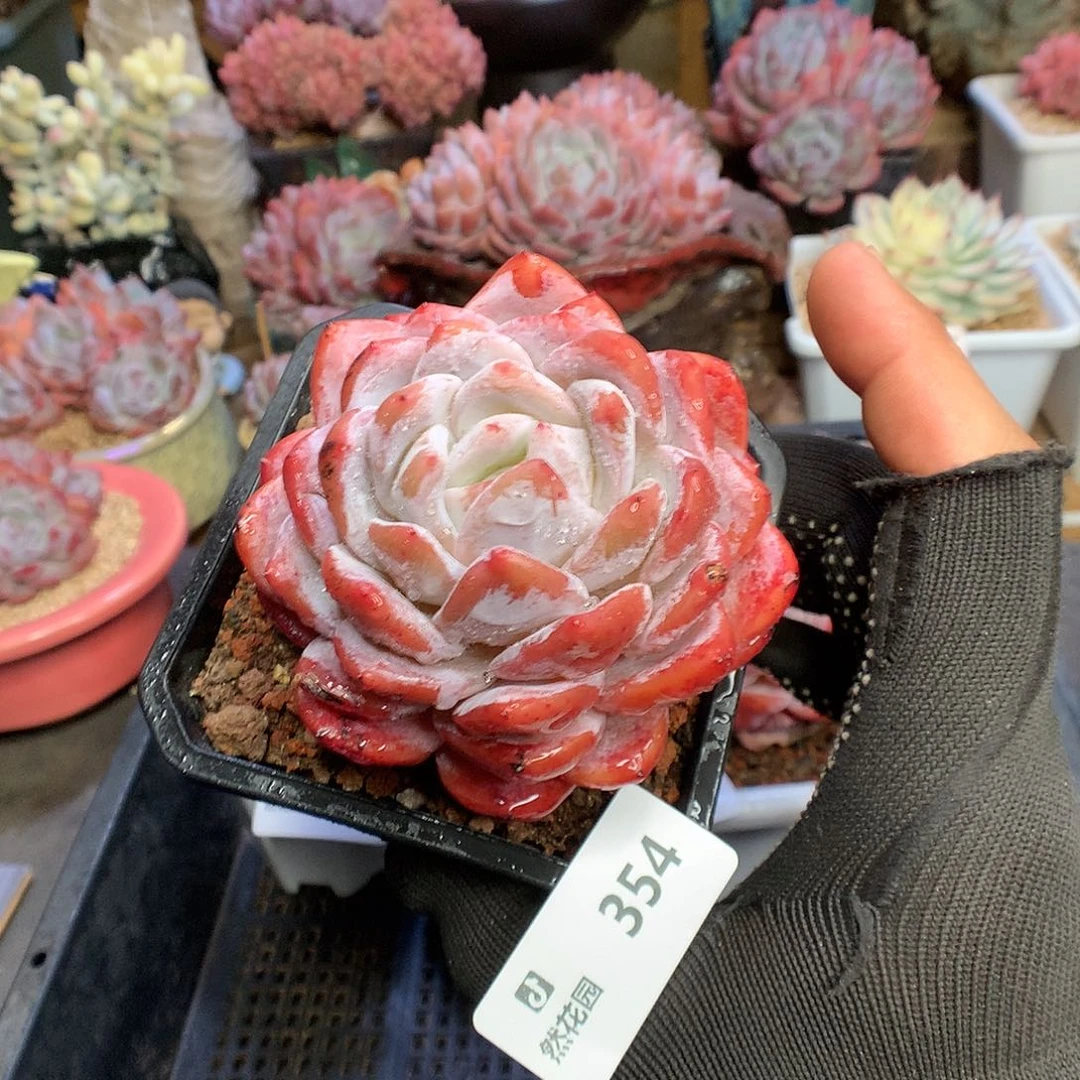 354雪天使多肉植物6666