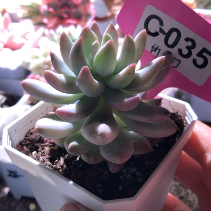 所罗门覆轮锦有根