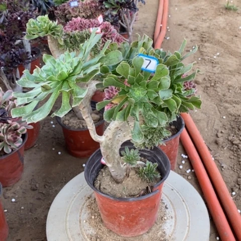 原始绿缀一物一拍