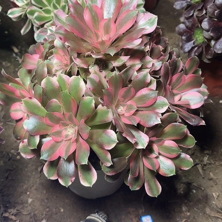 多肉植物法师香妃7