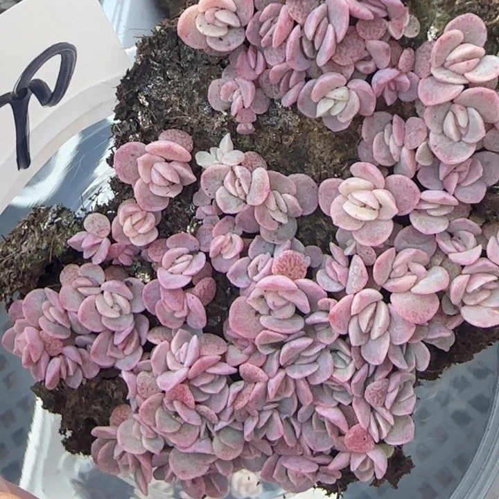 90号团团3王者系列种播苗一盒