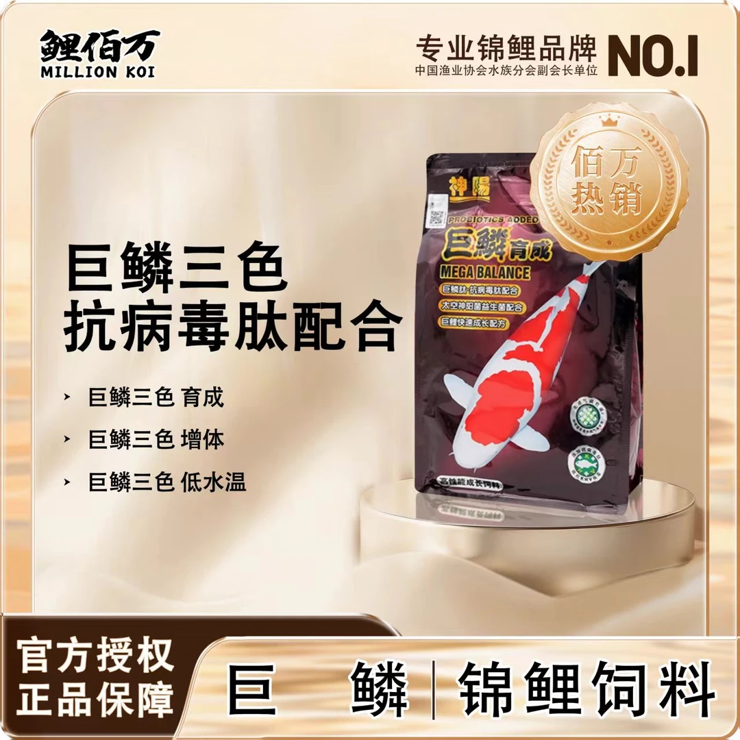 神阳巨鳞 育成艳红骨霸三色红白 神阳巨鳞锦鲤饲料
