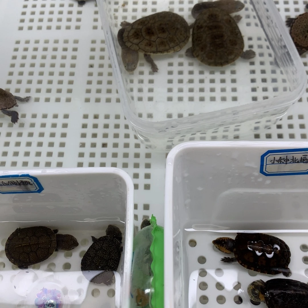 母宠物龟运费补差价链接