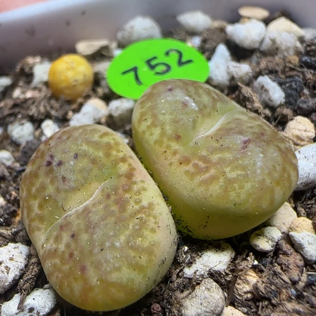 泡泡窗杂交多肉植物752