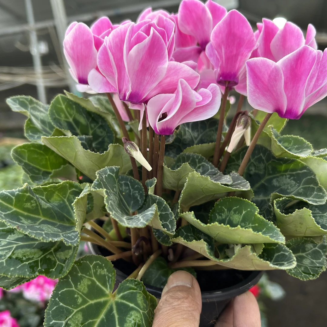 福利款42号梦幻浪漫粉白边紧凑型花量，13厘米盆径四季开花好养活。