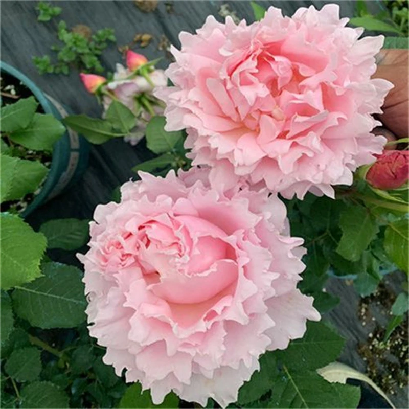 苏菲/索菲罗莎带花苞-月季浓香四季开花波浪边灌木涨势快抗病好