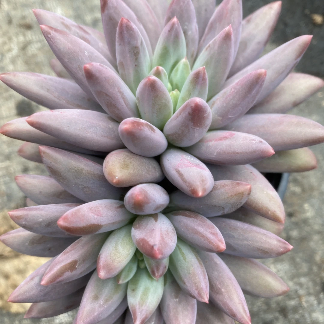 『双头金鱼姬』多肉植物盆栽 全店满15包邮