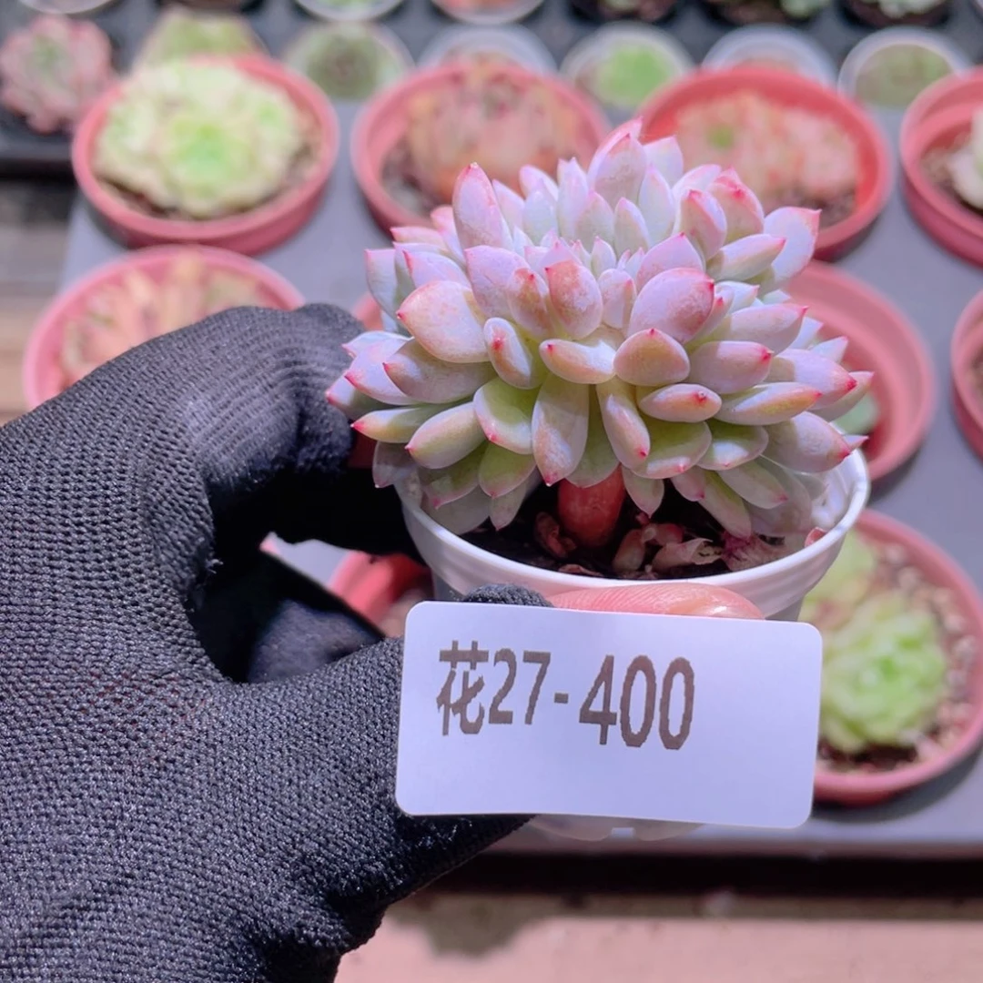 花利美27-400橙梦露缀化