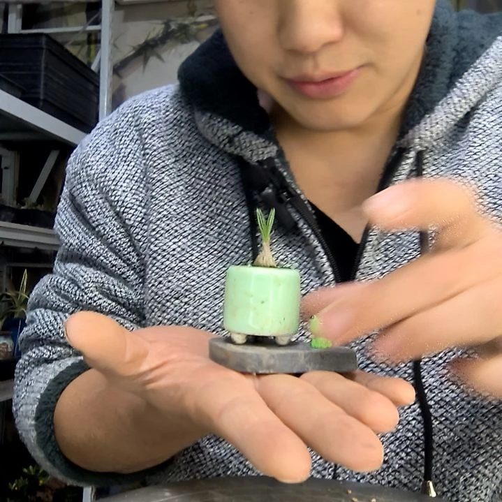 何***装中青园艺一物一拍花429