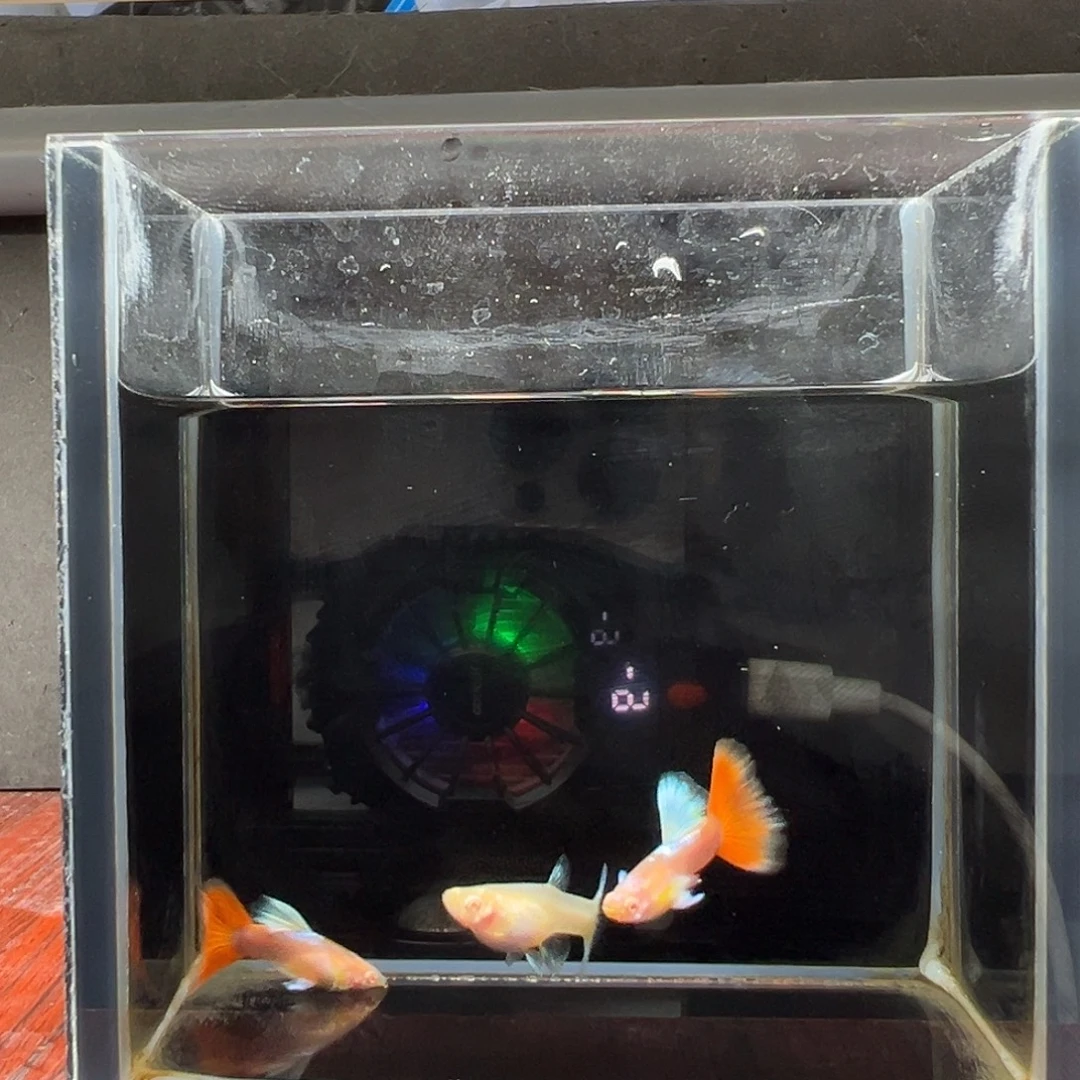 孔雀鱼蓝白飞船2红公1母