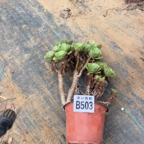 503绿羊绒不包断枝